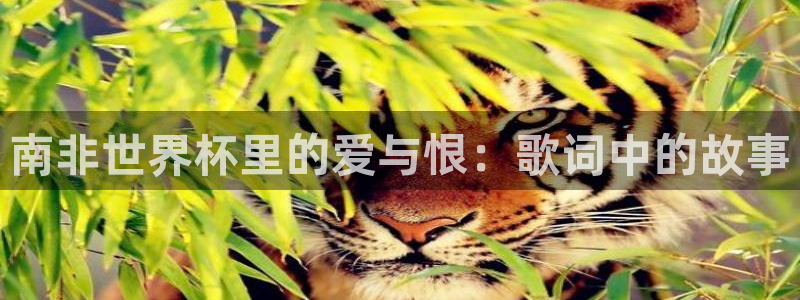 世界杯预选赛欧洲：南非世界杯里的爱与恨：歌词中的故事